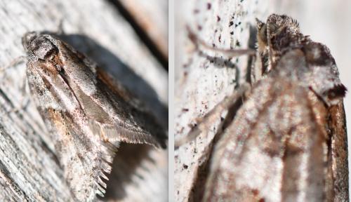 Tortricodes alternella